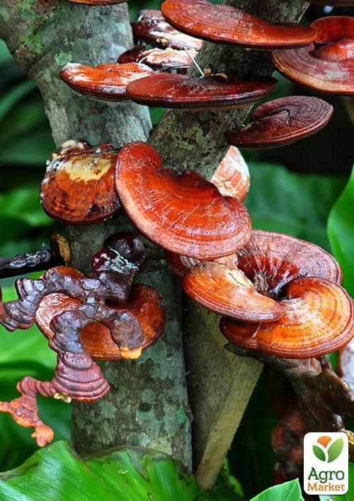 Мицелий на дубовых брусочках "Рейши (Ганодерма лакированная)" 10шт