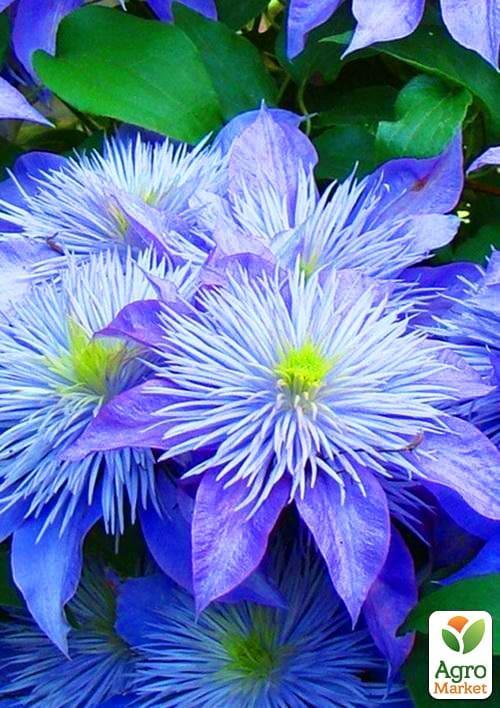 Клематис "Crystal Fountain" - фото 6