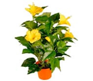 Комнатный гибискус