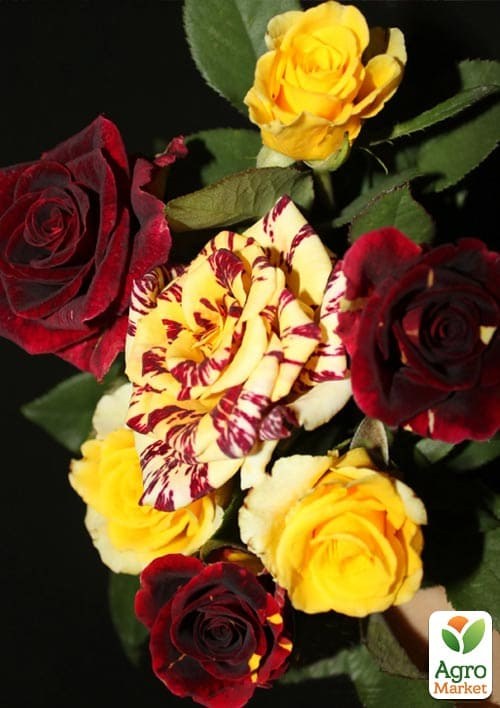 Роза плетистая "Абракадабра" (Abracadabra®) (саженец класса АА+) высший сорт