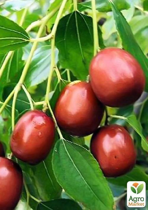 Зізіфус "Китайський-60" (середній термін дозрівання) - фото 4