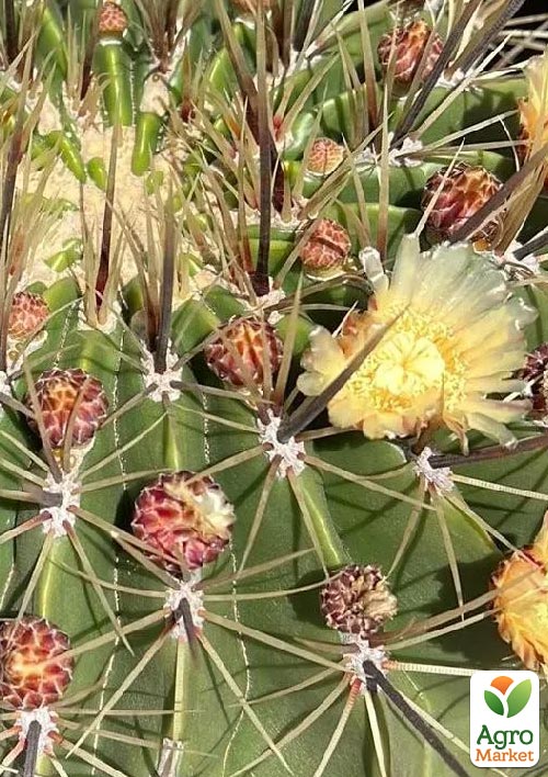Кактус "Ферокактус півострівний" Ferocactus peninsulae (вазон Ø 12) (Нідерланди)