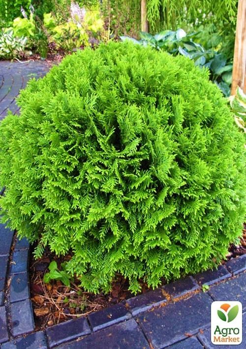 Туя западная "Tiny Tim" С3, высота 15-20 см - фото 3