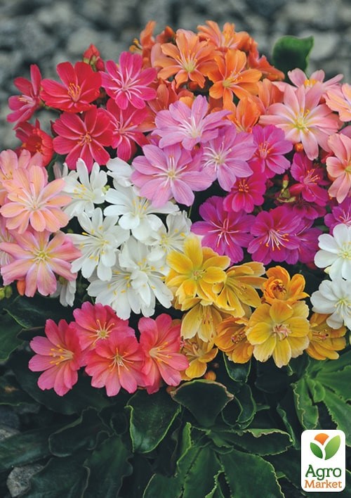 Левізія туполістна "Еліс" ТМ "Vesna Exclusive" 5шт