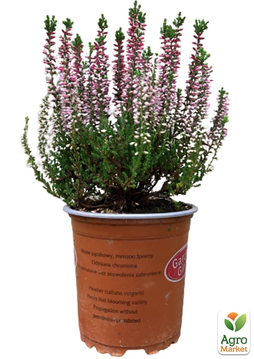 Верес звичайний "Loki" - фото 5