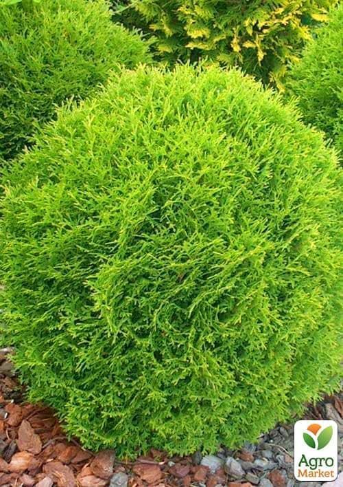 Туя западная "Tiny Tim" (контейнер Р9, высота 8-10 см)