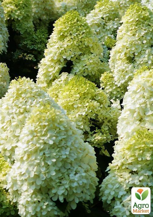 Гортензия метельчатая "Limelight"  - фото 7