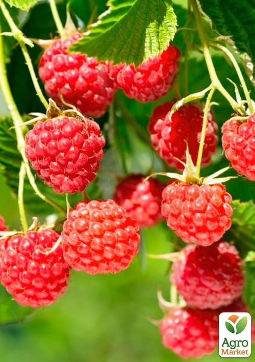 Малина "Зева" (ремонтантный высокоурожайный сорт) - фото 2