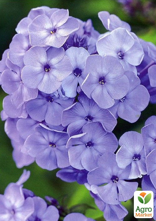 Флокс багаторічний "Blue Paradise"