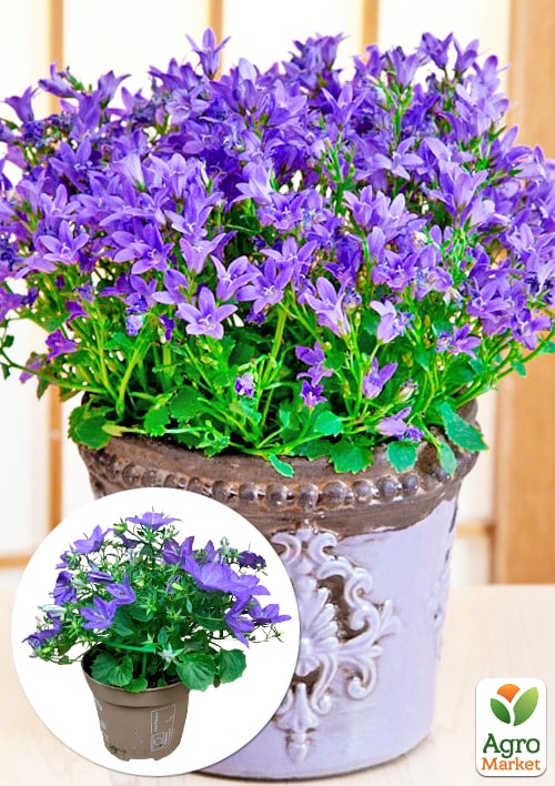 Кампанула квітуча "Isophylla Violet" (Нідерланди)