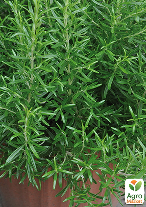 Розмарин "Abraxas", С2 (сильный хвойный аромат и декоративный вид)