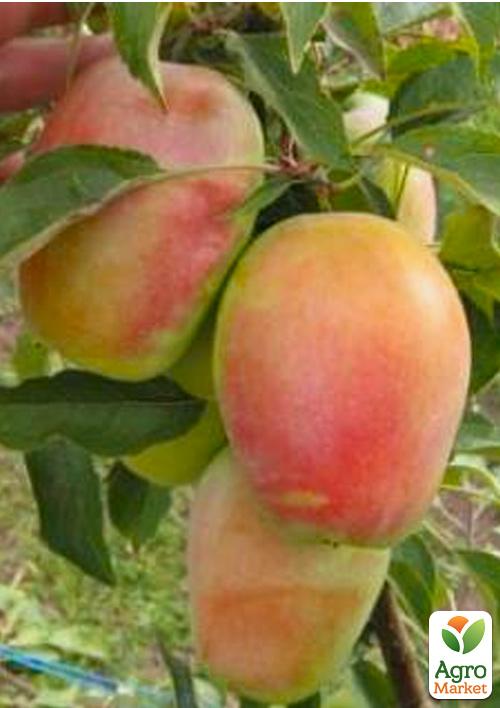 Яблуня "Кандиль синап" (осінній сорт, середній термін дозрівання) - фото 4