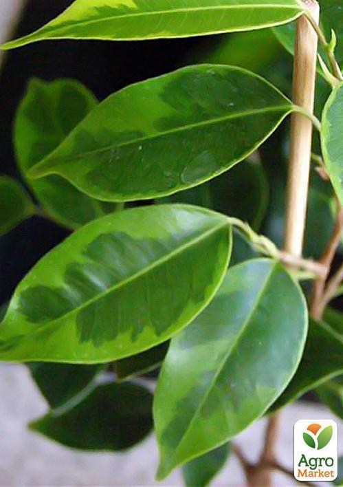 Фикус "Ficus benj. Anastasia." дм 21 см выс. 105 см