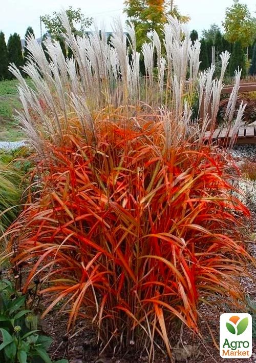 Мискантус китайский "Sioux" С1.5