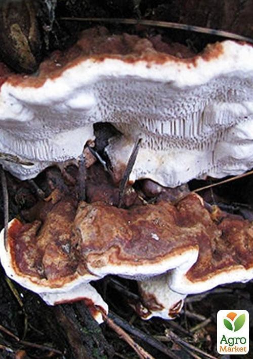 Мицелий на дубовых брусочках "Корневая губка" 10шт