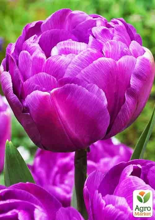 Тюльпан "Blue Diamond" (размер 10/11 , крупный) 3шт в упаковке