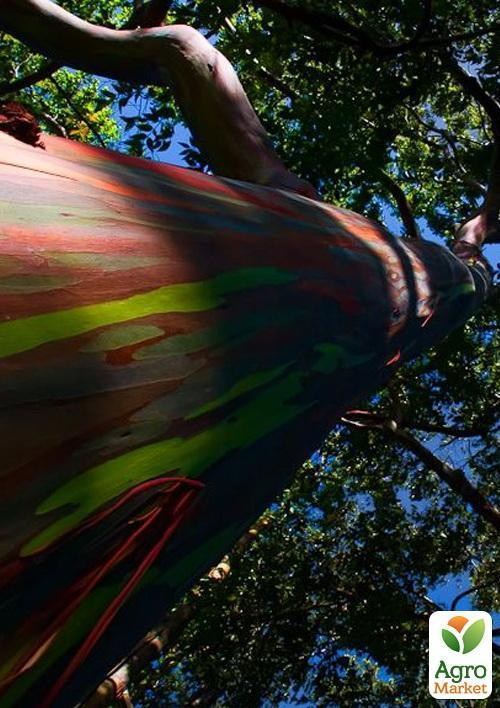 Эвкалипт "Цвета радуги" ТМ "Vesna Exclusive" 5шт