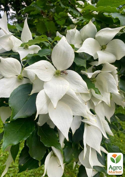Дерен Коуза (Cornus kousa) Кизил Японский - фото 2