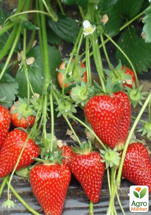 Клубника садовая "Сирия" (среднеранняя, укорененная в контейнере) - фото 2