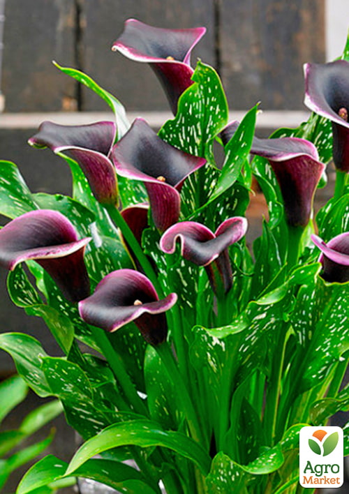 Калла "Dubai Nights"