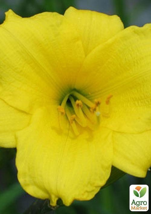 Лілійник "Bitsi" 1шт в упаковці