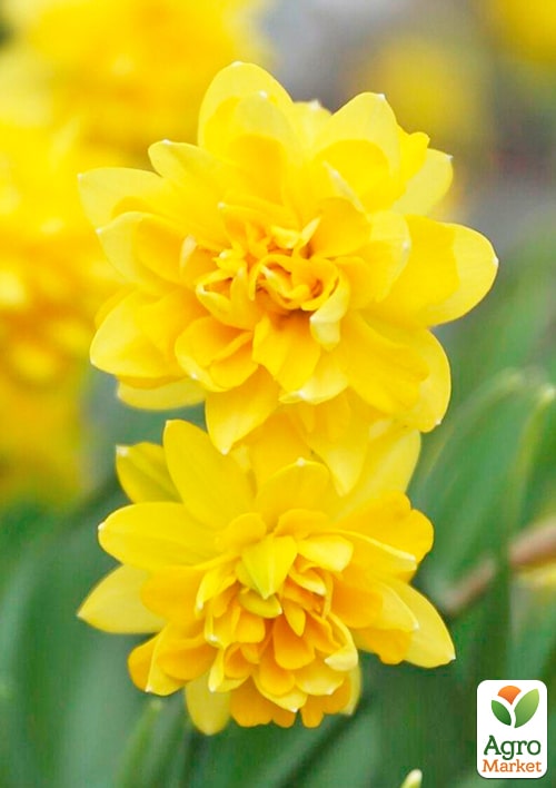 Нарцис "Tete Boucle" укорінений - фото 7