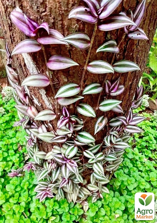 Традесканция ампельная "Pink Joy"   - фото 6