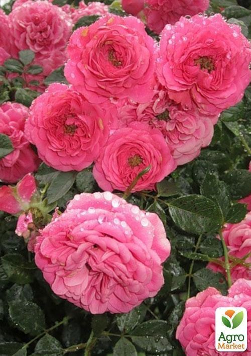 Роза патіо "Амулетт"