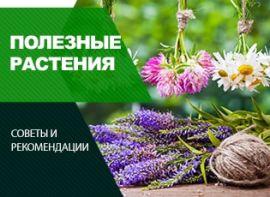 Цілюща клумба: які цілющі рослини можна виростити - корисні статті про садівництво від Agro-Market