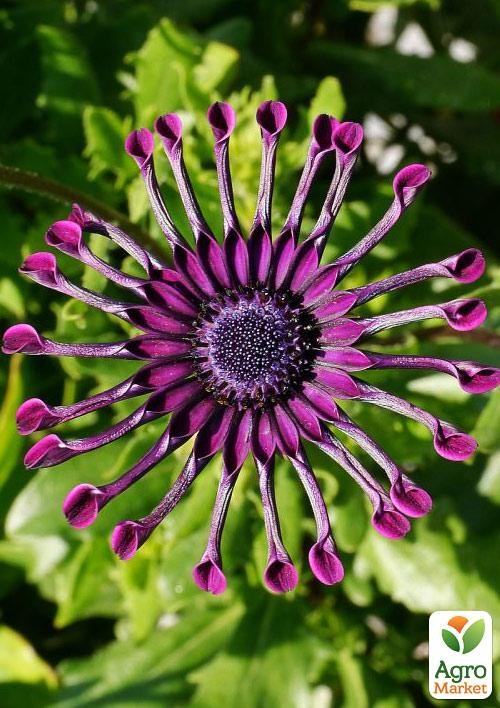 Остеоспермум "Spider Purple" (контейнер № 10, высота 10-20 см) - фото 3