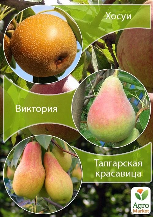 Дерево-сад Груша "Хоса + Вікторія + Талгарська красуня"