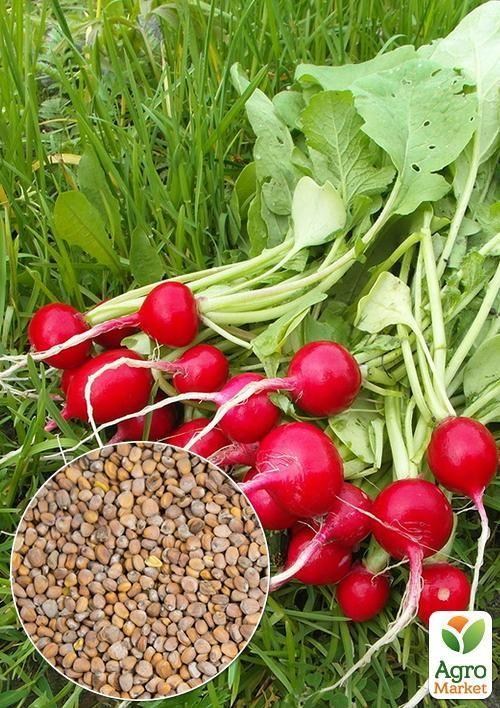 На вагу Редис "Рубін" ТМ "Весна" ціна за 10г