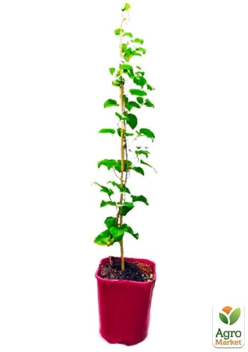 Клематис 3-х летний "My Darling" С2 - фото 2