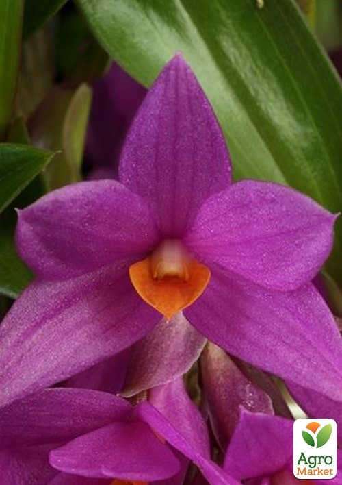 Дендрофаленопсис "Rubin" - фото 6