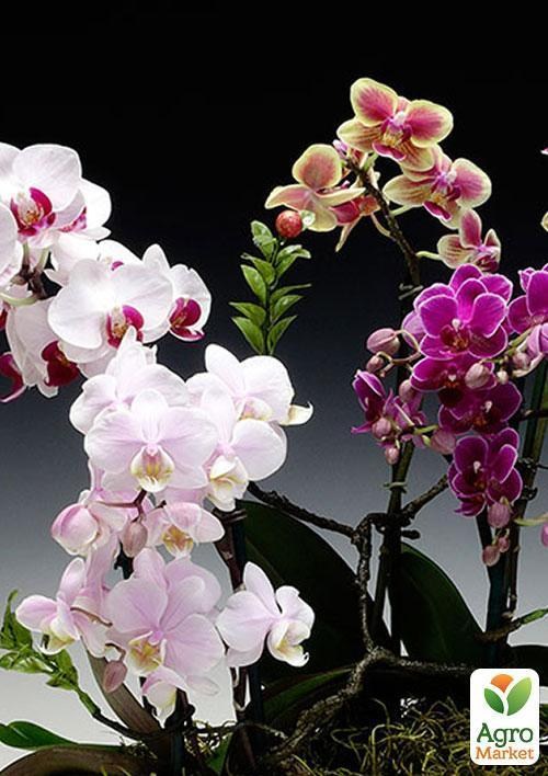 Фаленопсис микс "Phalaenopsis mixed"  дм 12 см выс. 80 см