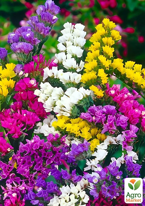 Статица "Pacific Mix" (кермек, лимониум, сухоцвет)