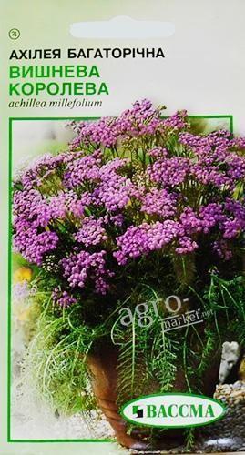 Ахилея "Вишневая королева" ТМ "ВАССМА"