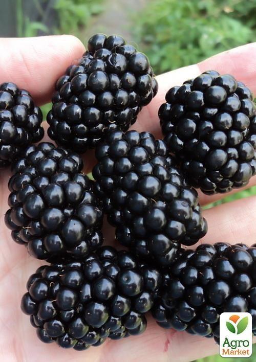 Ожина ультрарання "Лох Тей" (Loch Tay)