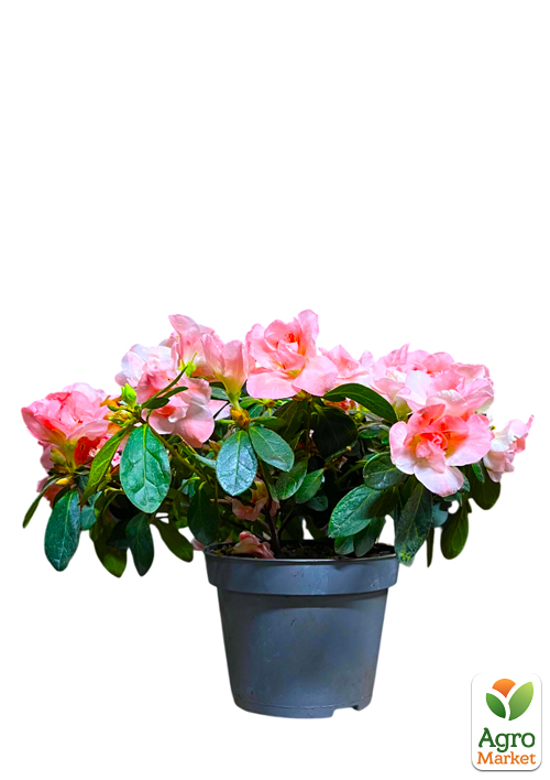 Рододендрон комнатный "Thesla" высота 20-30см  - фото 7