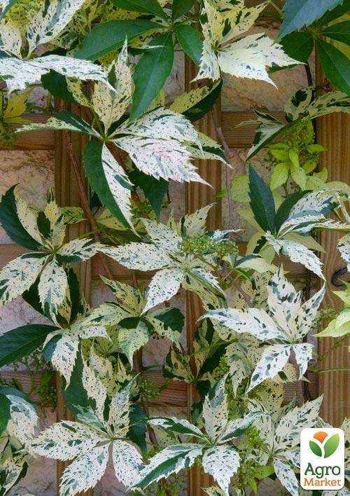 Виноград дівочий Варієгата "Star Showers" (висота 10-20см) - фото 3