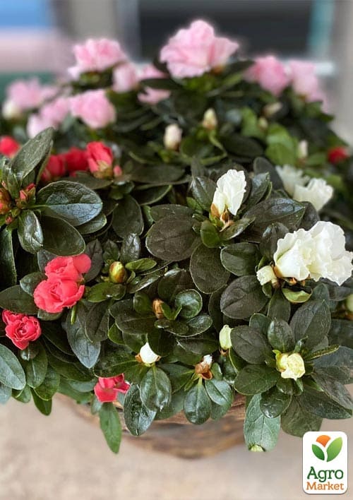 Рододендрон кімнатний "Carnaval" висота 25-30см - фото 6