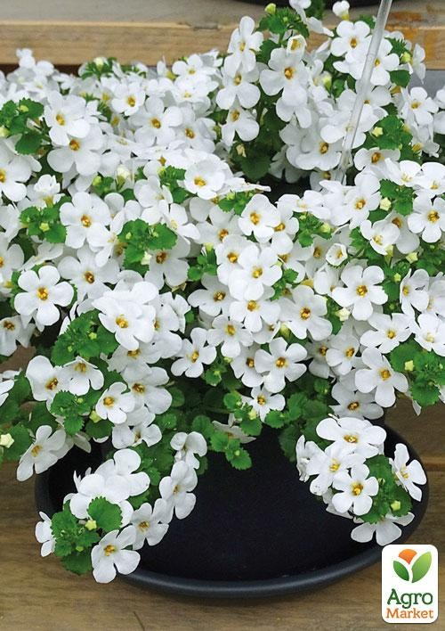 Бакопа Ампельная "Mega Copa White"