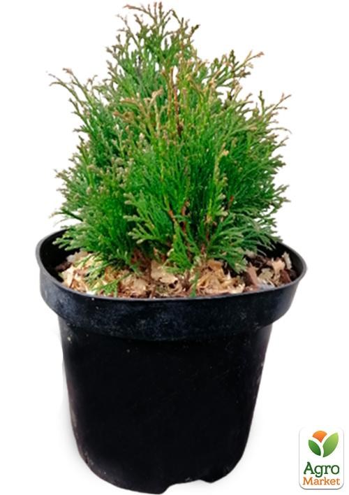 Туя западная "Miky" C2, высота 15-20см - фото 2