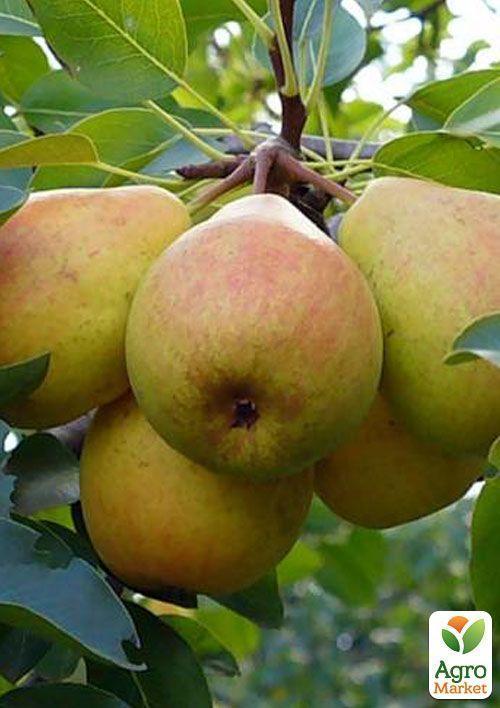 Груша "Осень Буковины" (осенний сорт, средний срок созревания) - фото 5