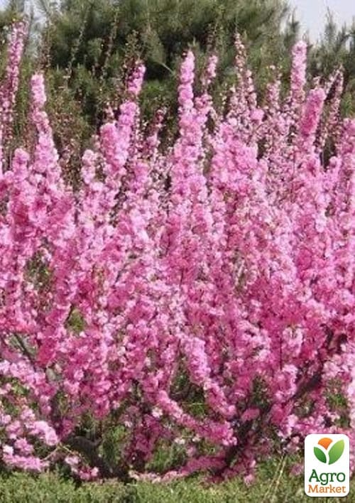 Сакура кустовая (Prunus incisa) "Oshidorii" - фото 2