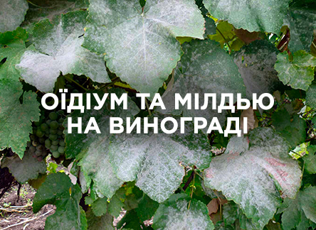 Як боротися з оїдіумом і мілдью на винограді?