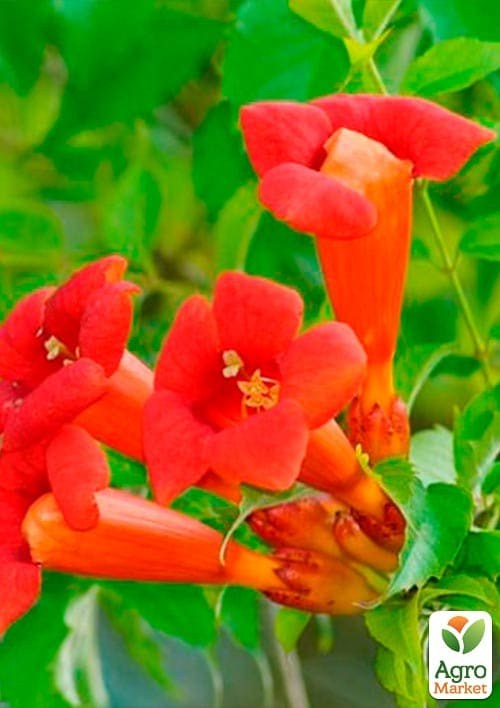 Кампсис красный "Flamenko" - фото 2