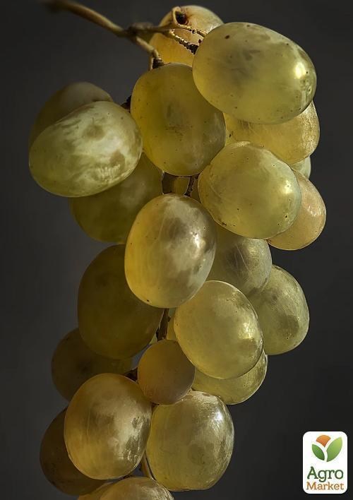 Виноград "Сонячні краплі"
