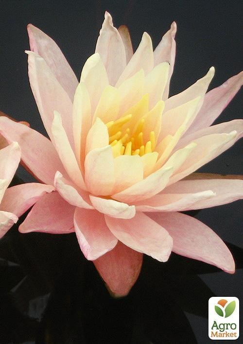 Нимфея "Барбара Добинс"