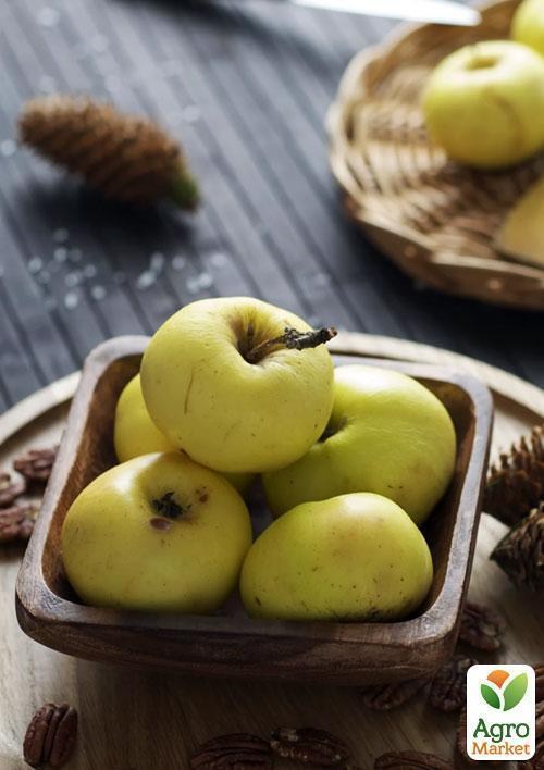 Ексклюзив! Яблуня жовто-біла "Сонця промінь" (Sun ray) (преміальний високоурожай сорт)